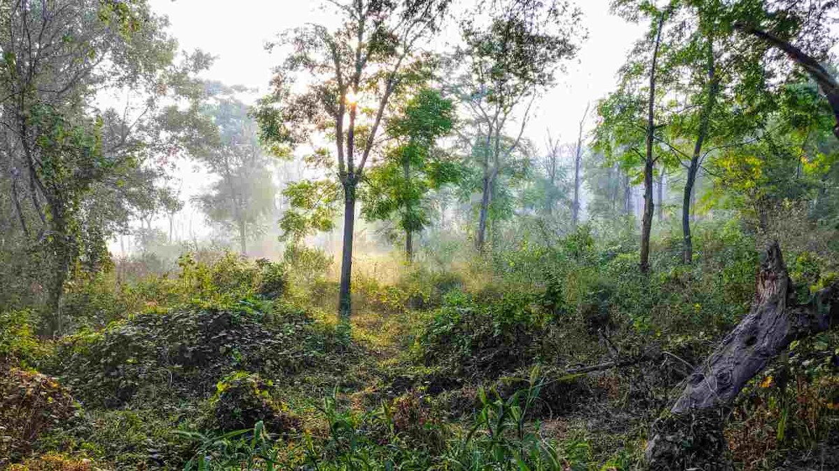 Pandemics tied to fragmented forests, biodiversity loss? What science says, and India's response