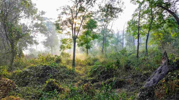 Pandemics tied to fragmented forests, biodiversity loss? What science says, and India's response