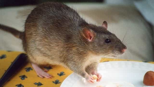 Chapare: All you need to know about the rare Bolivian virus from arenavirus family Chapare: All you need to know about the rare Bolivian virus from arenavirus family