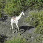 White giraffe in Kenya fitted with GPS tracking device in an effort to keep poachers at bay