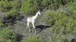 White giraffe in Kenya fitted with GPS tracking device in an effort to keep poachers at bay