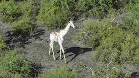 White giraffe in Kenya fitted with GPS tracking device in an effort to keep poachers at bay
