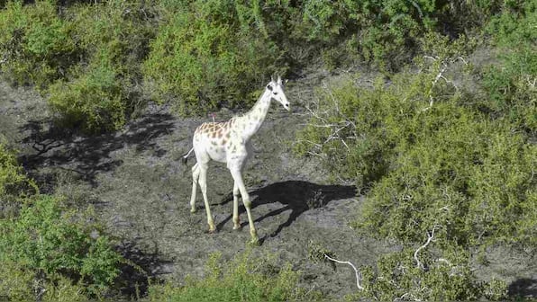 White giraffe in Kenya fitted with GPS tracking device in an effort to keep poachers at bay
