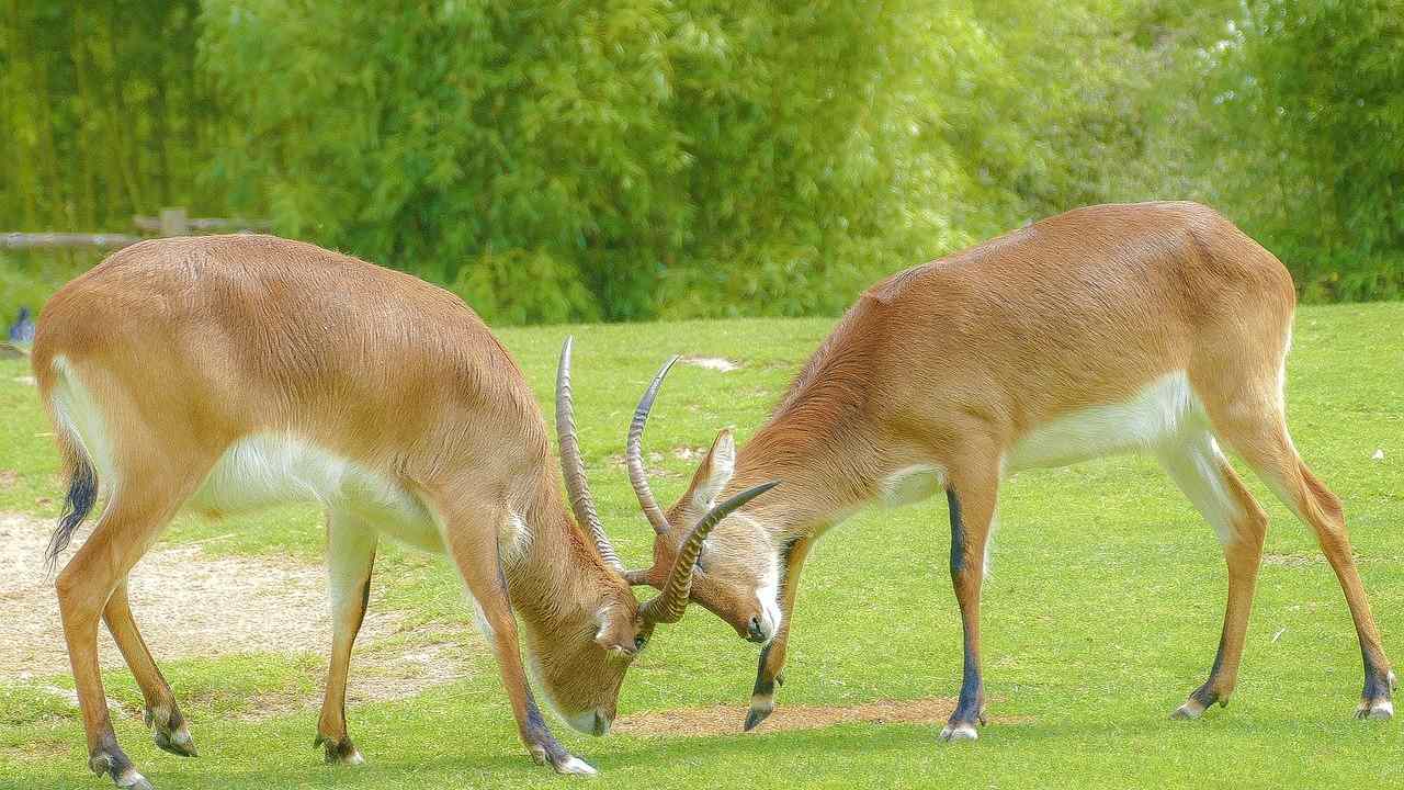 In animals, like people, emotions and moods form the basis of behaviour In animals, like people, emotions and moods form the basis of behaviour