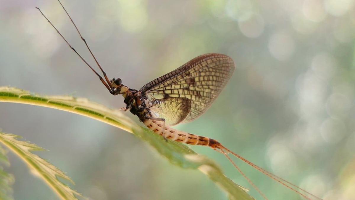 Buzz Buzz: Danish Mayfly is named the Insect of the Year for 2021