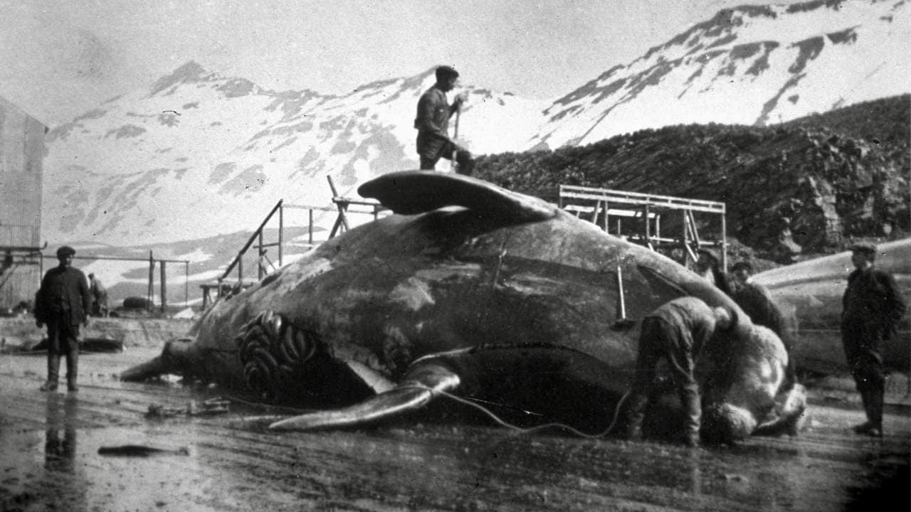 Workmen dissecting a whale carcass in Antarctica, circa 1935. Hulton Archive via Getty Images