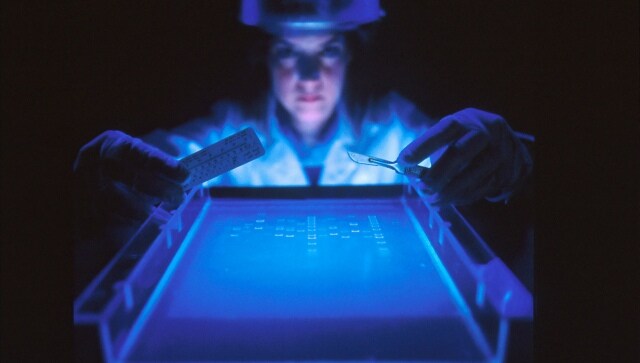 CRISPR gene editing can cause unwanted changes in human embryos, study finds