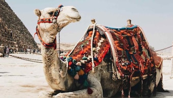 MIT researchers create gel that mimics camel fur, could help keep objects cool for days