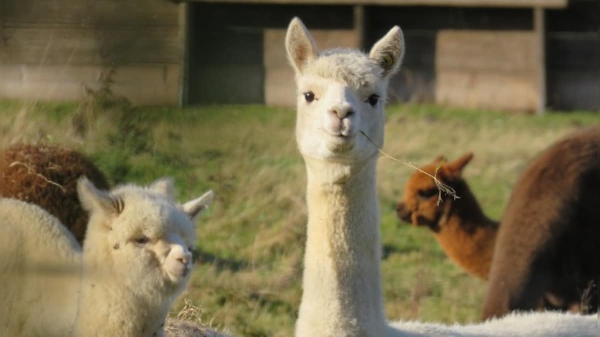 Llama nanobodies may be extremely effective in neutralising live SARS-CoV-2 virus, reveals study