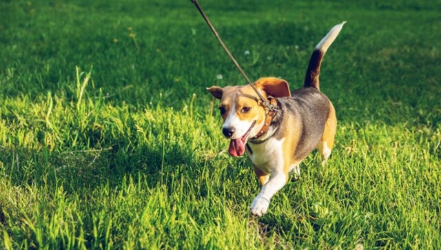 Sturdy and durable dog leashes Sturdy and durable dog leashes