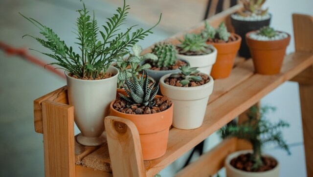 Stylish planters that will uplift your home decor Stylish planters that will uplift your home decor