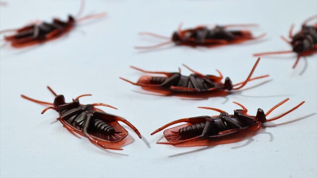 Best pest control products for a clean home Best pest control products for a clean home