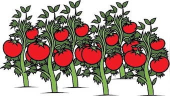 Friday Night Frights: Red, Shiny, and Ripe | A short story