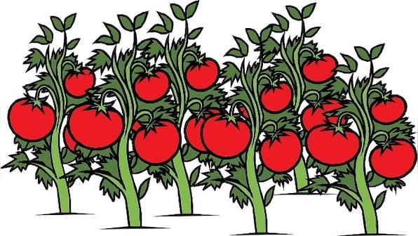 Friday Night Frights: Red, Shiny, and Ripe | A short story