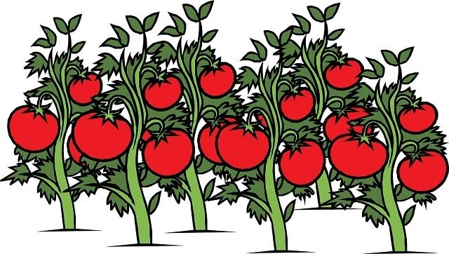 Friday Night Frights: Red, Shiny, and Ripe | A short story Friday Night Frights: Red, Shiny, and Ripe | A short story