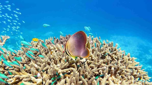 Eighty three of 252 World Heritage sites severely affected by climate change warns IUCN report