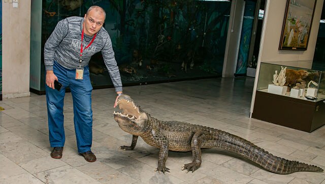Alligator, rumoured to be Adolf Hitler’s pet, being preserved for posterity
