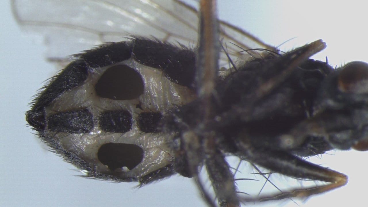 The fly species Coenosia tigrina with two large holes in the abdomen. The holes are an effect of infection with the fungus Strongwellsea tigrinae. The infective spores are discharged through these holes. Image credit: University of Tokyo