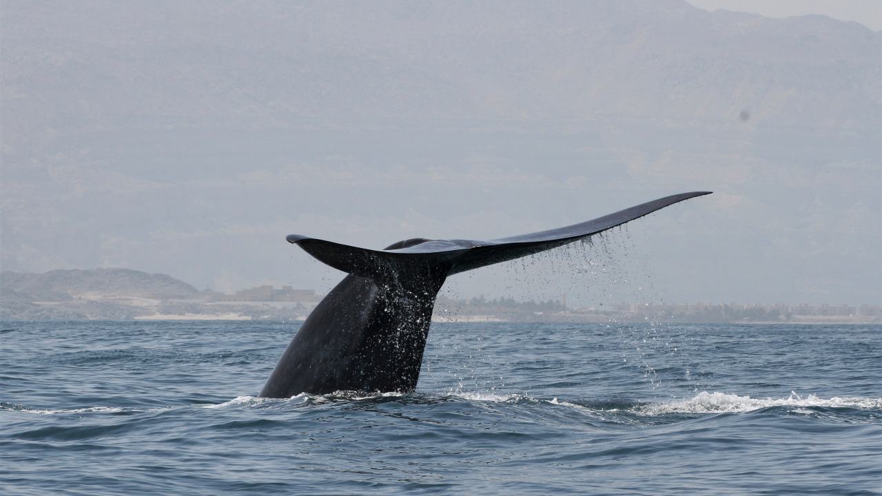 In an undated photo from the Environment Society of Oman, a blue whale in the Indian Ocean. Researchers said that the blue whale song that crackled through the team’s underwater recordings was unlike any they had heard. (Robert Baldwin/Environment Society of Oman via The New York Times)