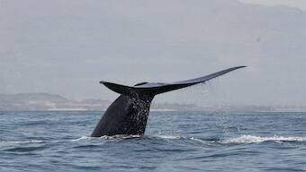 New population of blue whale found in the Indian Ocean, discovered by its unique sound