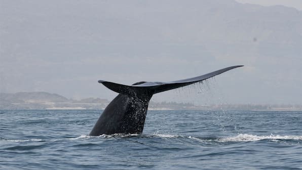 Whale pod breaks migration pattern, scientists believe it's an effect of climate change