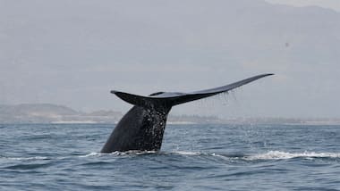 New population of blue whale found in the Indian Ocean, discovered by its unique sound