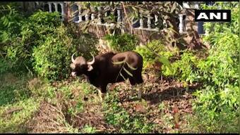 Indian bison strays into Pune housing society, dies from stress after being rescued by officials