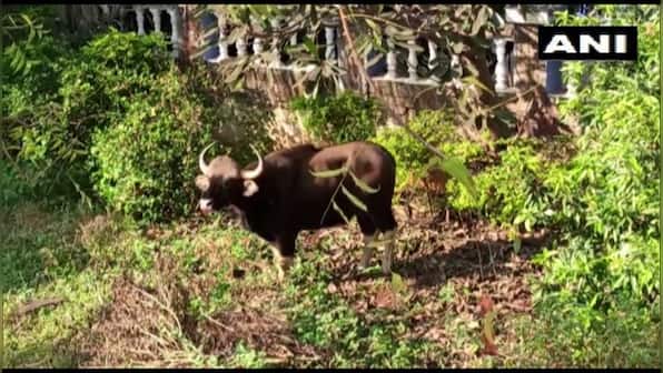 Indian bison strays into Pune housing society, dies from stress after being rescued by officials