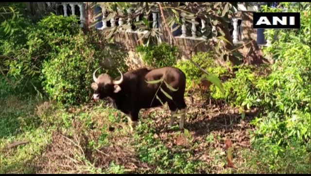 Indian bison strays into Pune housing society, dies from stress after being rescued by officials Indian bison strays into Pune housing society, dies from stress after being rescued by officials