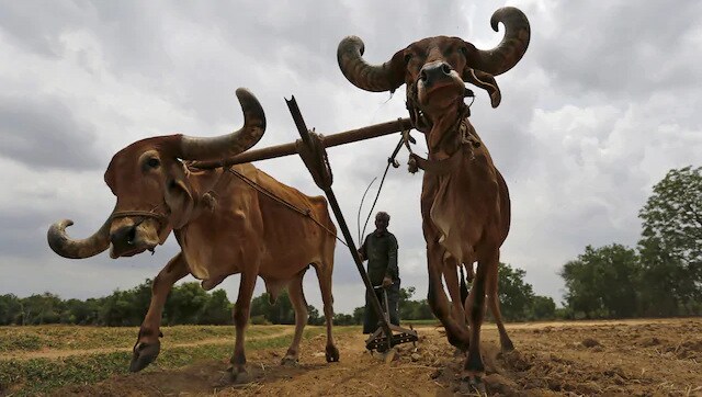 Centre's new farm laws are bold steps that can bring about structural change in Indian agriculture Centre's new farm laws are bold steps that can bring about structural change in Indian agriculture