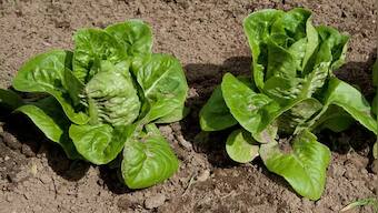 Nutritionist decodes health benefits of consuming green leafy vegetables, baby greens and microgreens