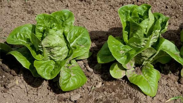 Nutritionist decodes health benefits of consuming green leafy vegetables, baby greens and microgreens