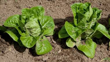 Nutritionist decodes health benefits of consuming green leafy vegetables, baby greens and microgreens