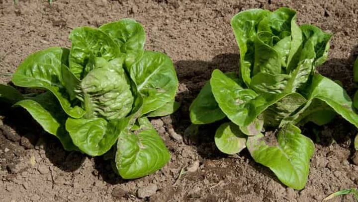 Nutritionist decodes health benefits of consuming green leafy vegetables, baby greens and microgreens