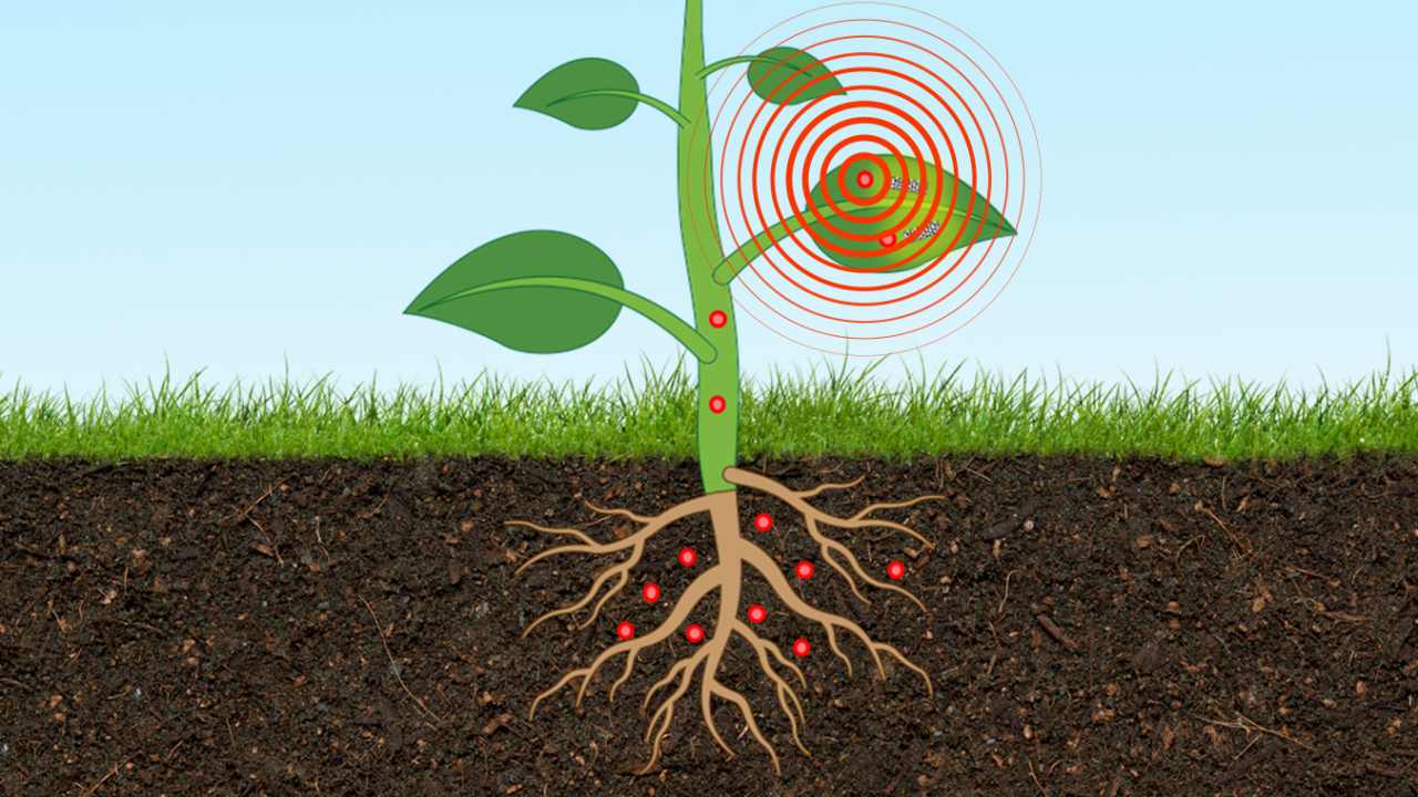 Scientists create plant-based sensor to monitor the levels of arsenic in the ground Scientists create plant-based sensor to monitor the levels of arsenic in the ground