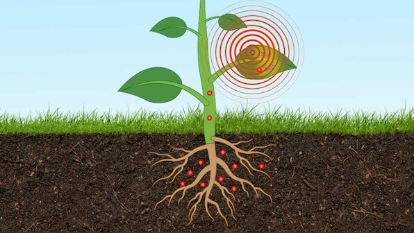 Scientists create plant-based sensor to monitor the levels of arsenic in the ground