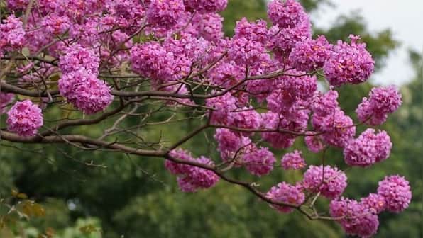 In Bengaluru, how the ritual of watching a pink trumpet tree bloom in 2020 brings a semblance of comfort