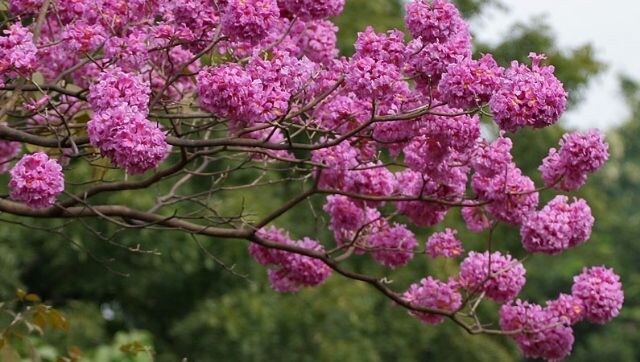 In Bengaluru, how the ritual of watching a pink trumpet tree bloom in 2020 brings a semblance of comfort In Bengaluru, how the ritual of watching a pink trumpet tree bloom in 2020 brings a semblance of comfort