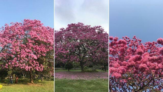 A collage of images of the pink trumpet tree, photographed by the author through her years in Bengaluru