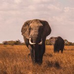 Elephants loose the highest volume of water content in land animals, in one day