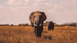 Elephants loose the highest volume of water content in land animals, in one day