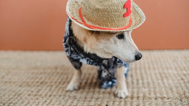Best sweaters for dogs of all sizes Best sweaters for dogs of all sizes