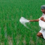 Why Congress can't field its reforms heroes Manmohan and Montek in farm debate