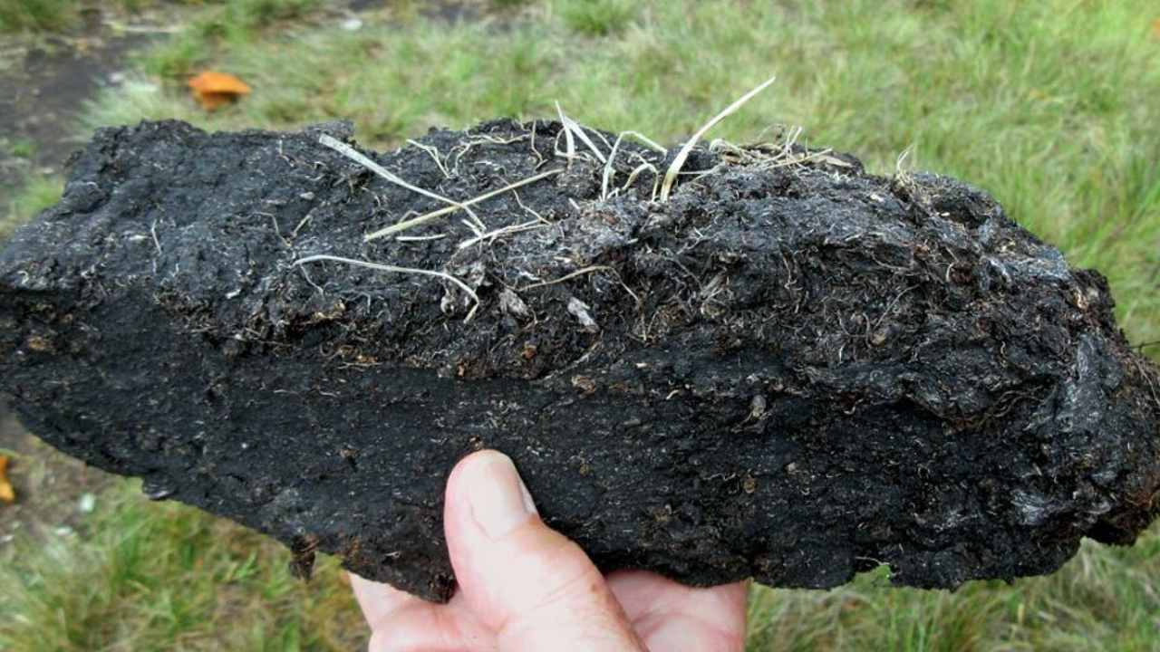 Peatlands keep a lot of carbon out of Earth's atmosphere, but that could end with warming and development Peatlands keep a lot of carbon out of Earth's atmosphere, but that could end with warming and development