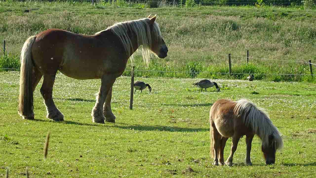 How Many Kinds Of Land Animals Are There