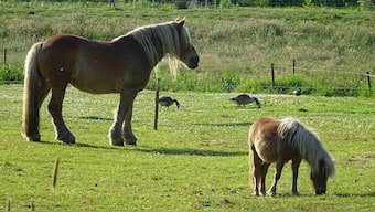 Mass extinction cycle of land animals occurs every 27.5 million years, study reveals