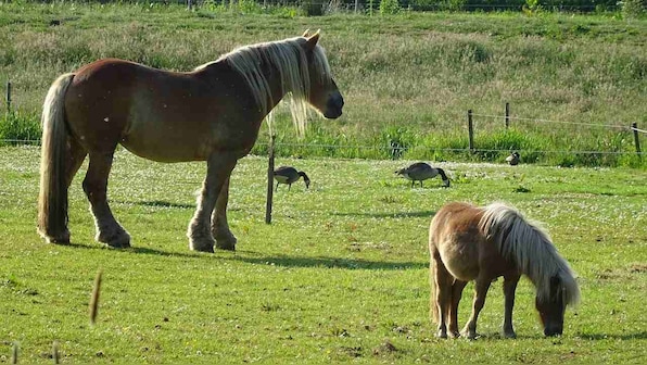 Mass extinction cycle of land animals occurs every 27.5 million years, study reveals