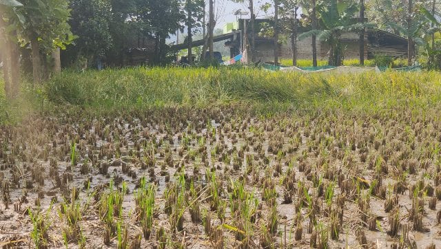 Vijayakumari’s fields in December, with most crops getting washed out because of the rains. Greeshma Kuthar/Firstpost