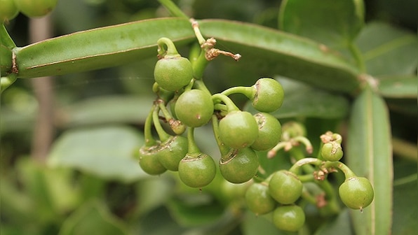 Forgotten Food: Close encounters with the Cissus quadrangularis, or pirandai