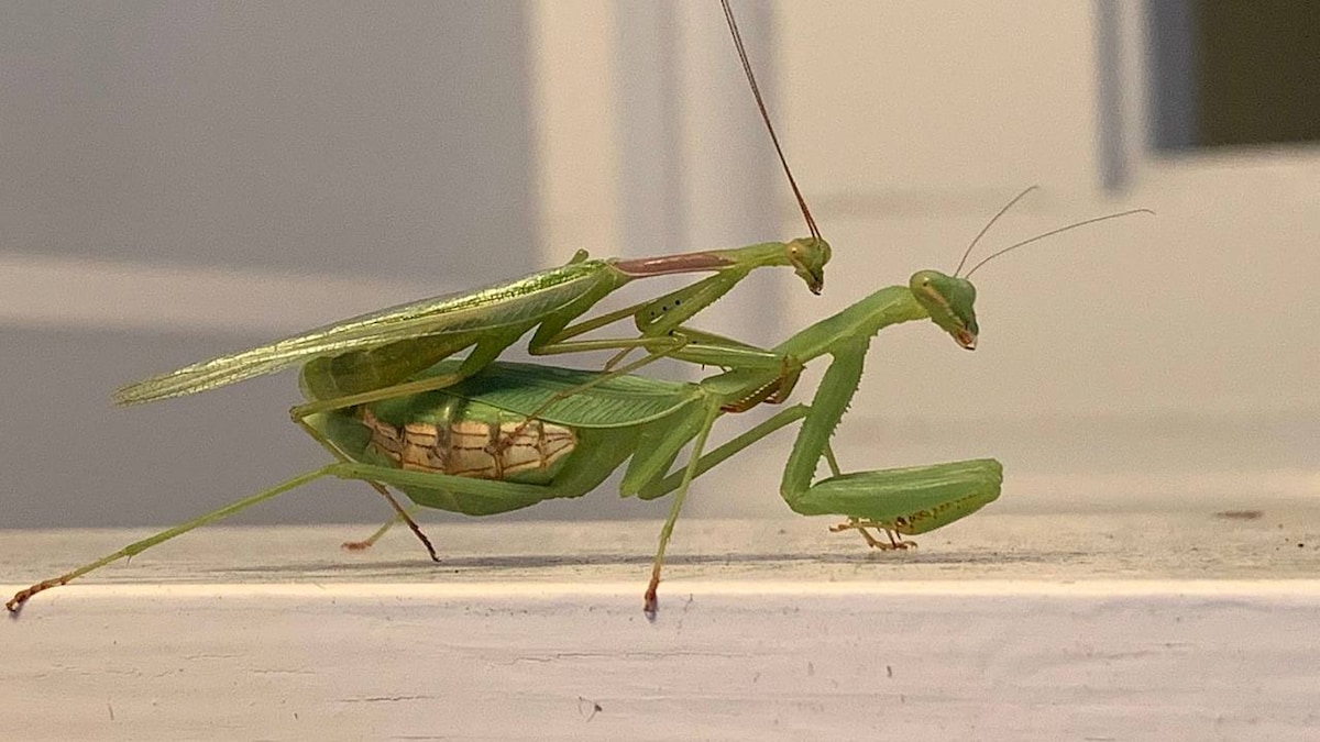 Male Springbok praying mantis wrestle with females to mate, avoid being eaten by them